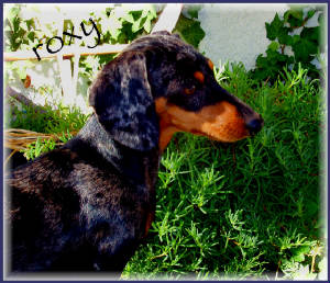 roxyportrait.jpg